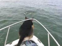 Pies skuszony przez delfiny wskakuje do wody