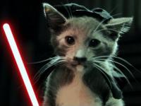 Koty Jedi.