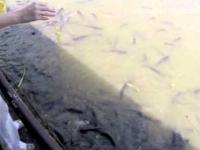 Niesamowita ilość ryb w tajskiej rzece