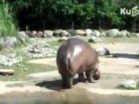 Zabawny hipopotam