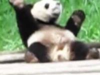 Baunsująca panda
