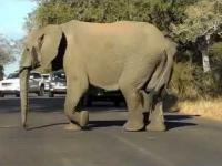 Dorosłe słonie osłaniają młodego podczas przechodzenia przez drogę