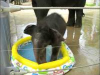 Słonik w baseniku dla dzieci