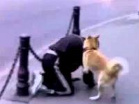 Pies gwałci pijaka na ulicy 