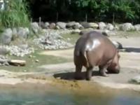 Mega PIERD hipopotana