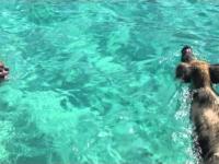 Pływające świnki na Bahamach :)