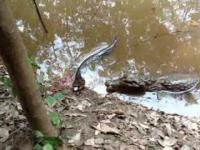 Co się dzieje jak aligator ugryzie elektrycznego węgorza?