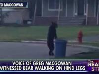 VIDEO: Bear walks on hind legs through NJ neighborhood 