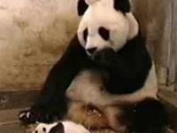 Kichnięcie malutkiej pandy