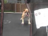 Pies vs trampolina