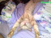 Cat Kesha - potyagushki, śmieszne koty