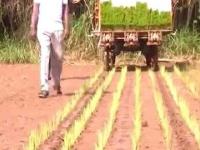Nowoczesna plantacja ryżu
