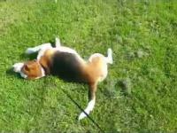 Pies na trawie;)