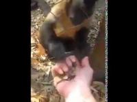 Małpa uczy człowieka puzzle liście