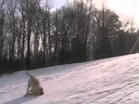 Psy które uwielbiają zimę