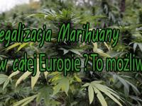 Legalizacja Marihuany w całej Europie ? To możliwe !