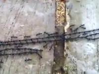 Bardzo sprytne mrówki