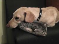 Psów i kotów śpiące razem