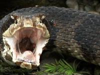 Wąż kanibal