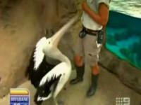 Atak pelikana na prezentera pogody