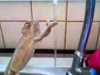 Kameleon myjący sobie ręce 