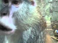 Zoo w Chorzowie - wycieszony małpiszon 