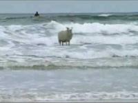 Surfująca Owca