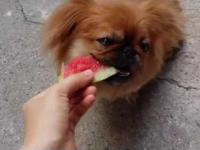Zabawna pies jedzenie arbuza
