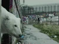 bezdomny niedźwiedź polarny w Londynie 