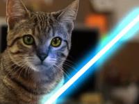 Jedi Kitten with the Force 