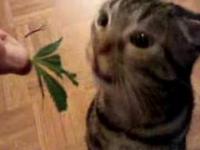 Kot jedzący roślinkę