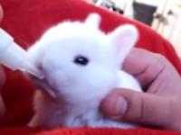Very cute bunny 