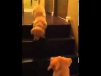 Pies uczy szczeniaka jak schodzić ze schodów