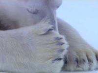 Zabawne niedźwiadki polarne