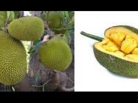 Andrzej je Chiny #9 - durian i dżakfrut