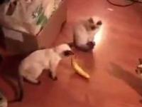 Koty vs banany