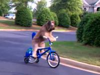 Pies jeżdżący na rowerze!