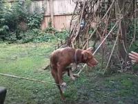 Pies akrobata na linie