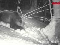 Niedźwiedź w Bieszczadach podbiera zdobycz wilkom