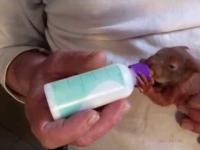 Mała wiewiórka zajada się mlekiem