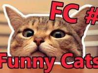 FC - Funny Cats #1