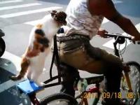 Kot który jeździ rowerem