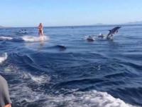 Surfowanie z delfinami