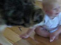 Pies uwielbia całować dziecko