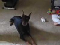 $$$ Doberman Protects baby $$$