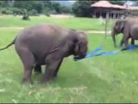 Młody słoń wariuje z niebieską szarfą.