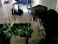 Koty uwielbiają trawę ale Mój kotek Kocha Trawe!