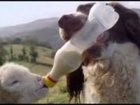 Troskliwy pies opiekuje się owieczką