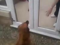 Pies myśli że drzwi zamknięte