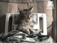 Ten kot już znalazł swoje idealne miejsce na drzemkę 